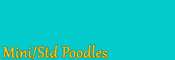 Mini Poodles