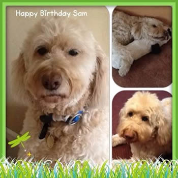 Happy Birthday Sam !!! xoxox already 11 years old and still has the puppy personality !!! Love him