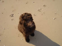 Goldendoodle on Beach