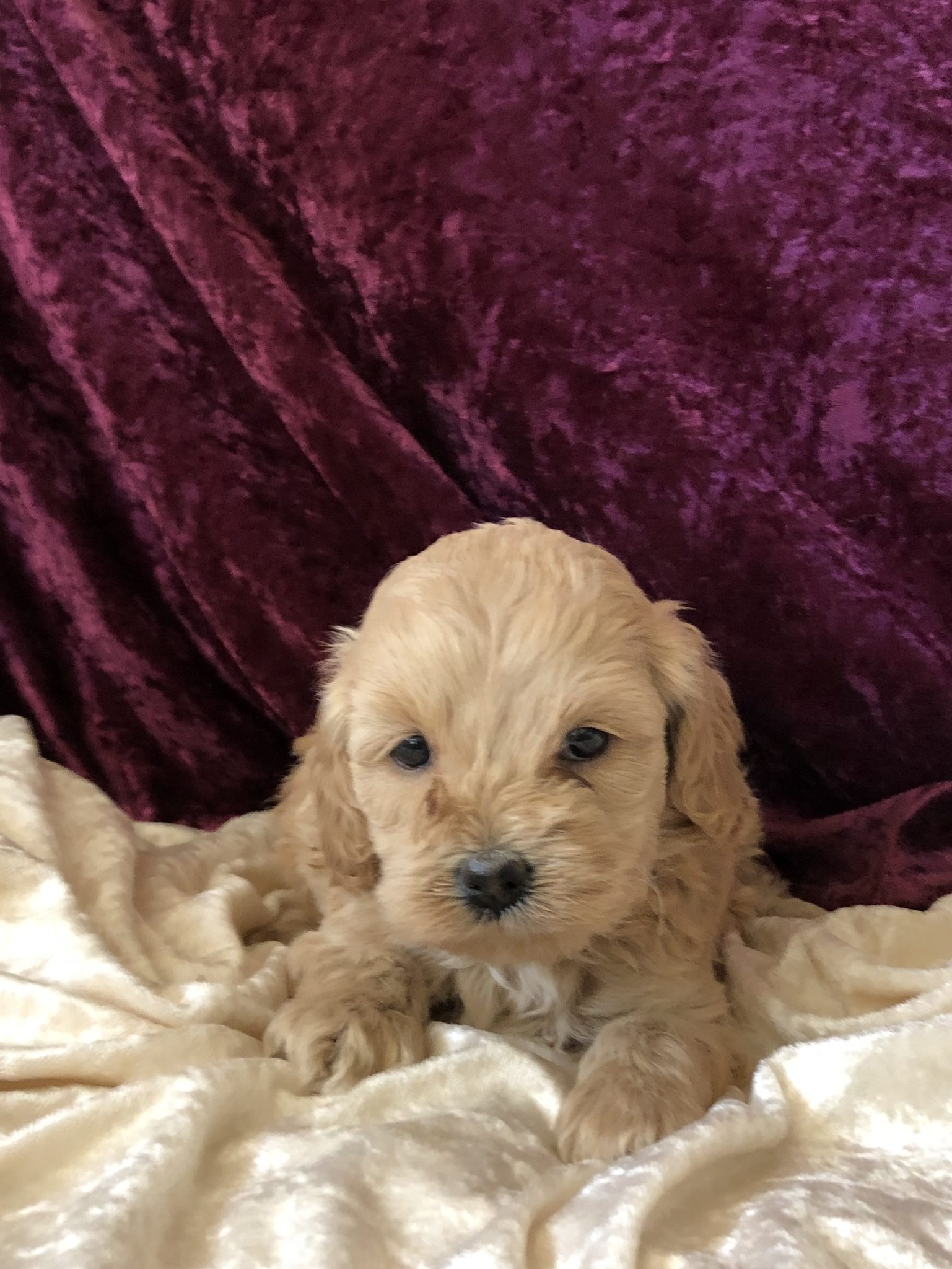 Cockapoos - Muellers Woodville Kennels